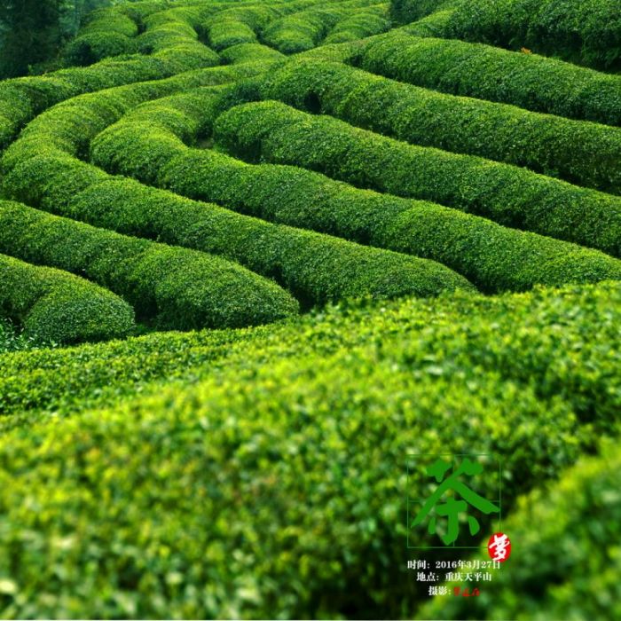 茶經第一章關于茶的起源講解 www.szwsmoon.cn