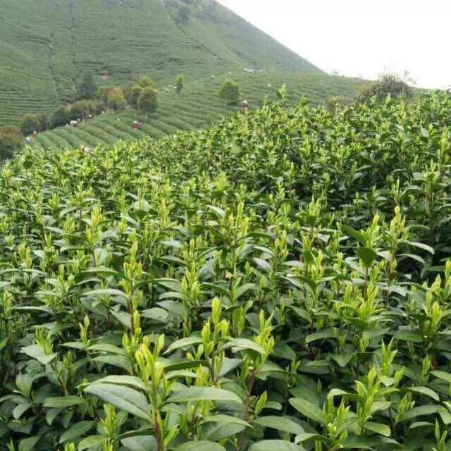 茶名探源茶與“TEA” www.szwsmoon.cn